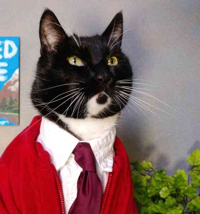 This Collection of Cat Cosplay is The Cat's Meow