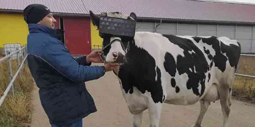 Cows Are Now Using VR to Keep Calm | COGconnected
